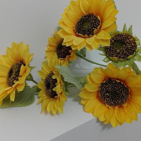 特伦托Girasole Grazioli 47住宿加早餐旅馆 外观 照片